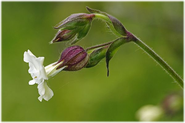 Silene latifolia