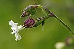 Silene latifolia