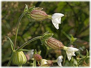 Silene latifolia