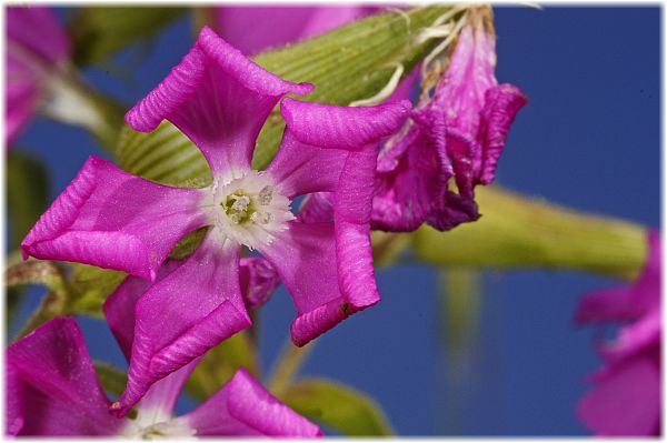 Silene sclerophylla
