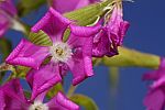 Silene sclerophylla