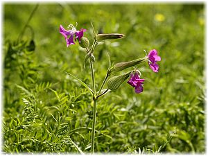 Silene sclerophylla