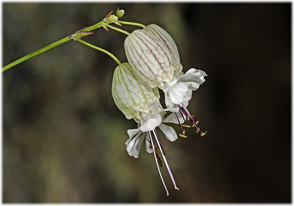 Silene vulgaris