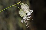 Silene vulgaris