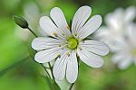 Stellaria holostea