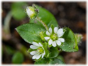 Stellaria media