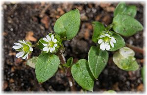 Stellaria media