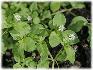 Stellaria media