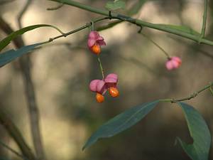 Euonymus europaeus