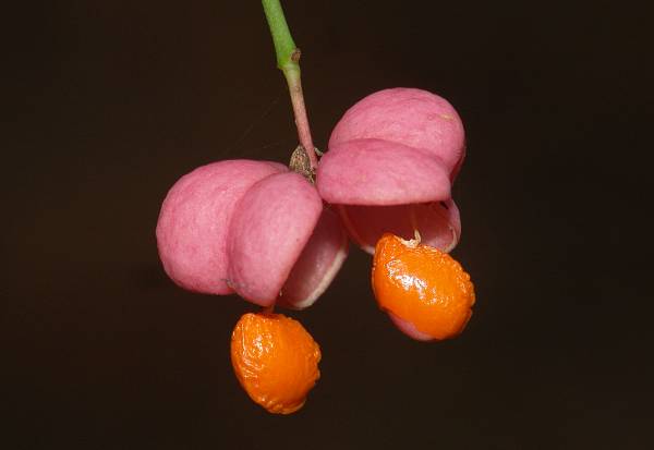 Euonymus europaeus