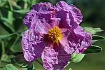 Cistus albidus