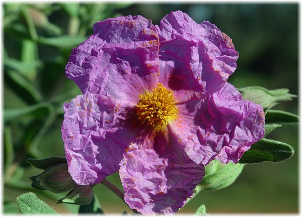 Cistus albidus