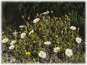 Cistus clusii