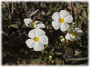 Cistus clusii