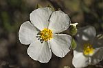 Cistus clusii