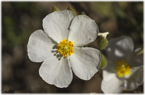 Cistus clusii