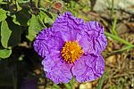 Cistus creticus