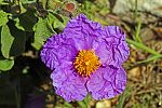 Cistus creticus