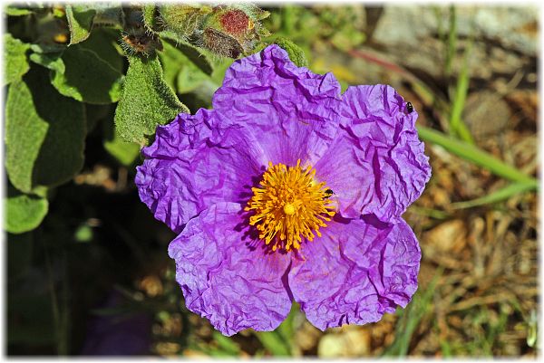 Cistus creticus