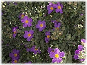 Cistus crispus