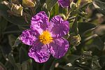 Cistus crispus