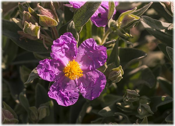 Cistus crispus