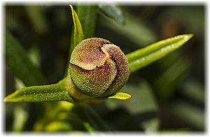 Cistus ladanifer