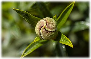 Cistus ladanifer