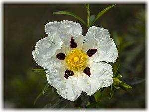 Cistus ladanifer