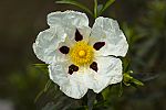 Cistus ladanife