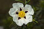 Cistus ladanife