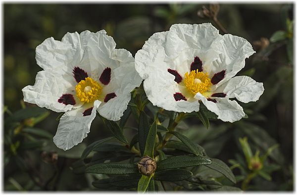 Cistus ladanifer