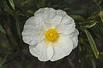 Cistus laurifolius