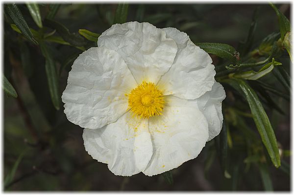 Cistus laurifolius