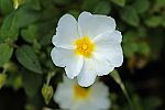 Cistus monspeliensis