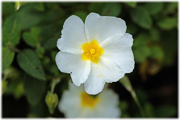 Cistus monspeliensis