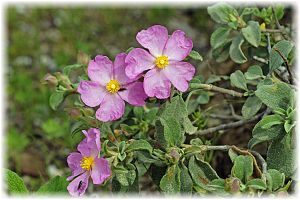 Cistus parviflorus