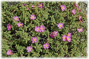 Cistus parviflorus