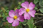 Cistus parviflorus