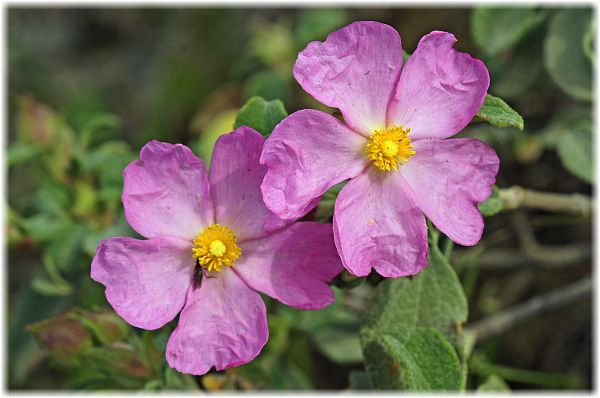 Cistus parviflorus