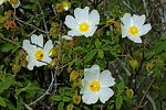 Cistus salviifolius