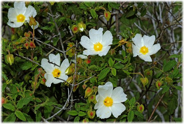 Cistus salviifolius