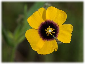 Tuberaria guttata