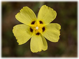 Tuberaria guttata