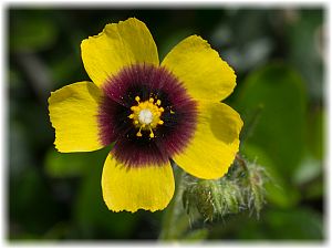 Tuberaria guttata