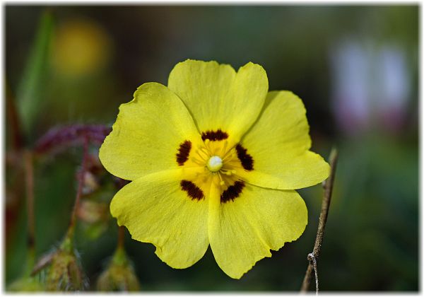 Tuberaria guttata