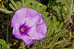 Convolvulus althaeoides