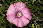 Convolvulus elegantissimus