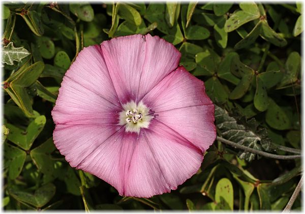 Convolvulus elegantissimus