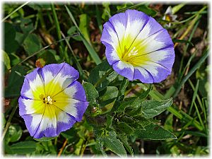 Convolvulus tricolor